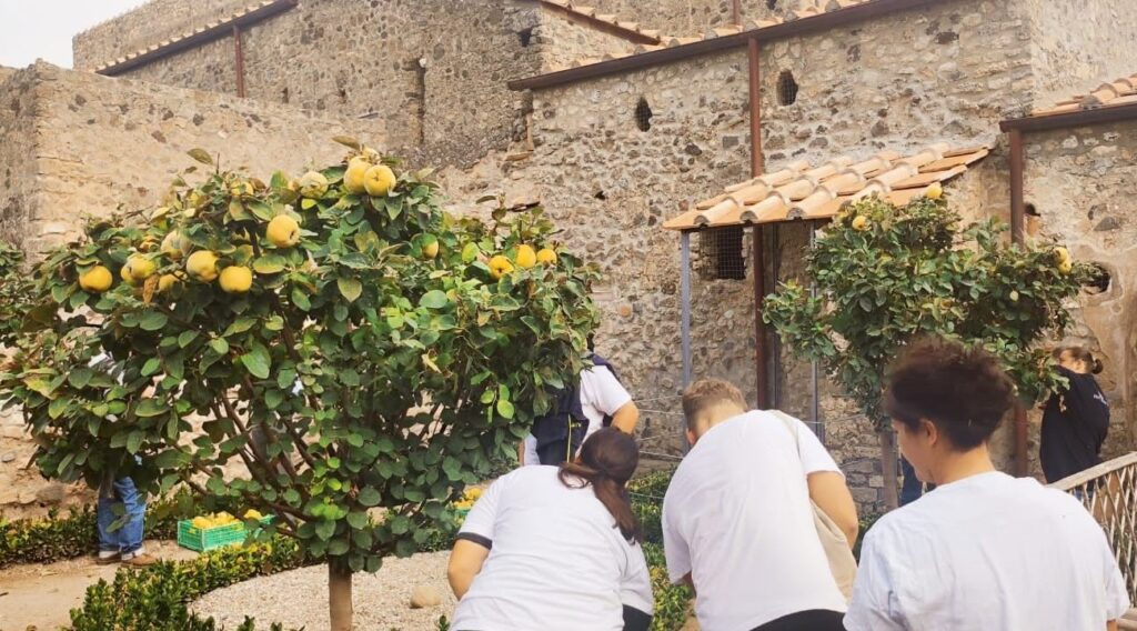 Raccolta mele cotogne nel Parco Archeologico di Pompei